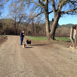 Amista Vineyards Old Frost Pump and Dogs