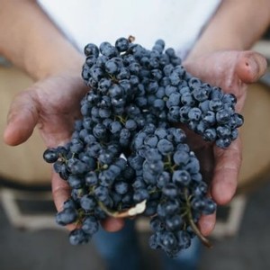 The Wonder of Harvest at Amista Vineyards, Sonoma County