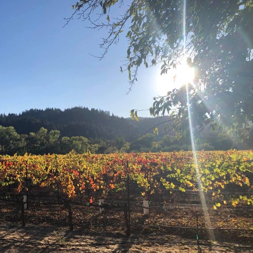 Vines in Fall Colors with Sparkling Sun at Amista Vineyards