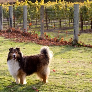 Amista Dog Dylan with Vineyards in Background