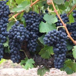 Big Blue Bunches of Amista Vineyards Syrah Grapes on the Vine in Dry Creek Valley, Sonoma County