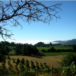 Amista Vineyards in the Heart of Dry Creek Valley