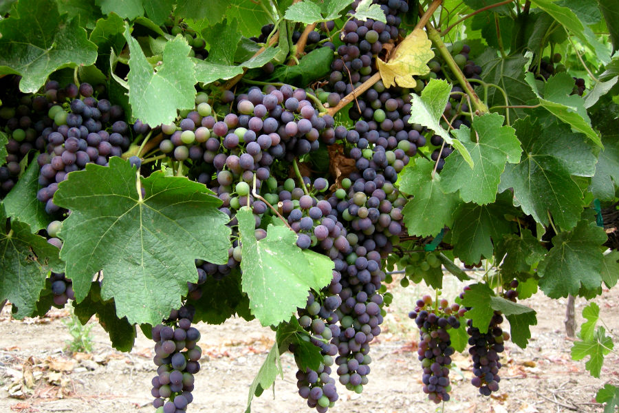 A Bunch of Purple Amista Syrah Grapes on the Vine