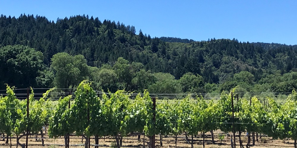 Amista Vineyards, Healdsburg, California, Sonoma County Wine Country