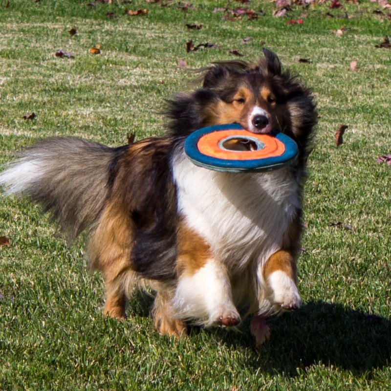 Amista Vineyards Winery Dog Dylan with Frisbee