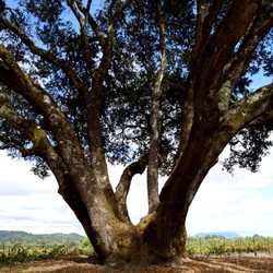 Amista Vineyards.Heritage Oak