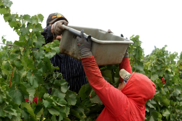 Sparkling Harvest at Amista Vineyards