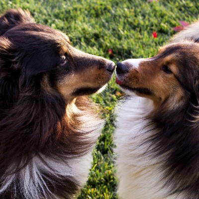 Amista Vineyards Wine Dogs Torin and Dylan Making Friends