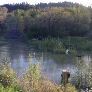 Sustainability - Habitat Restoration at Amista Vineyards