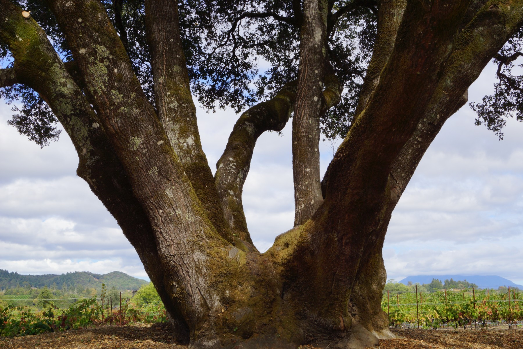 Vineyard Adventure Walk, Amista Vineyards, Healdsburg, California