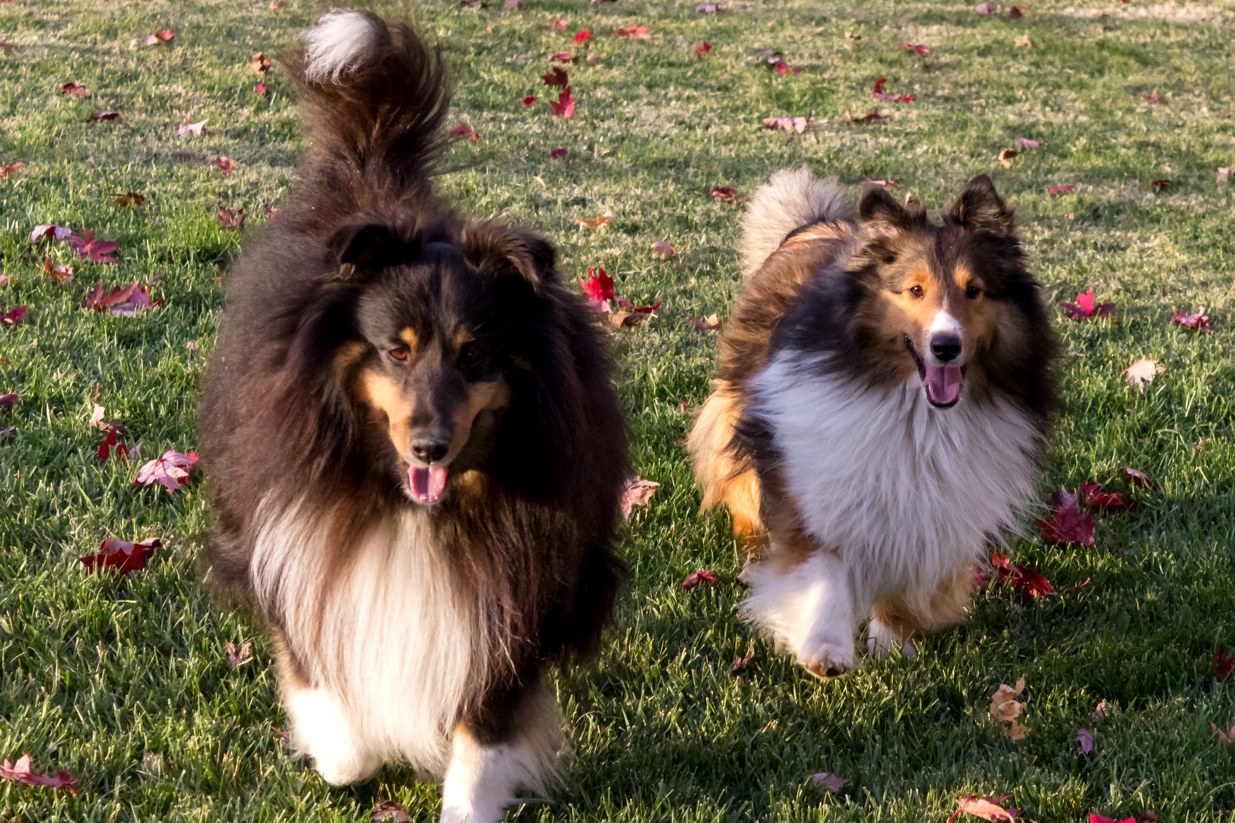 Amista Wine Dogs Torin and Dylan Running