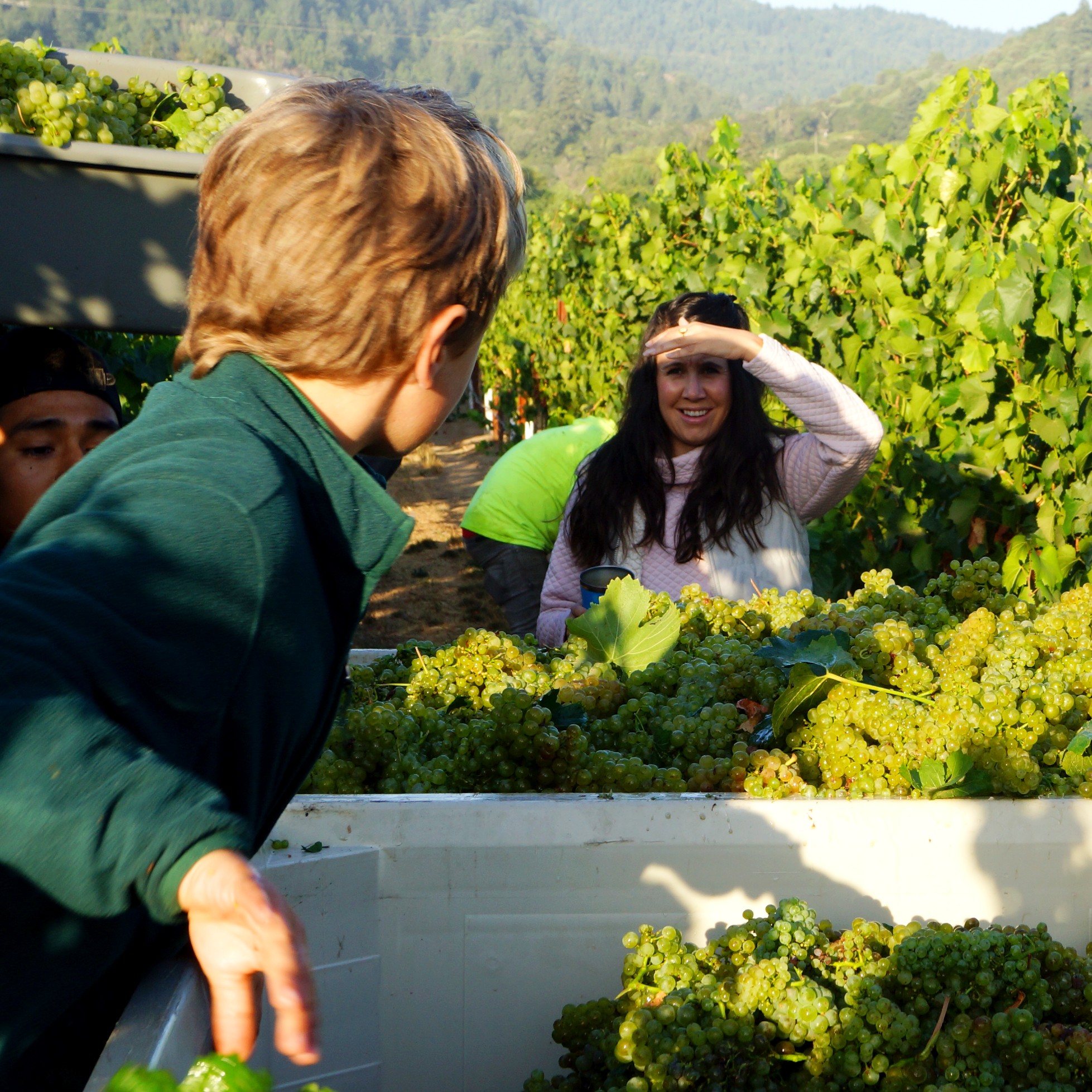 Ashley Herzberg, Winemaker at Harvest at Amista Vineyards, Healdsburg, California