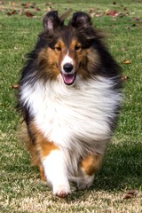 Amista Vineyards Winery Dog Dylan a brown and white Sheltie