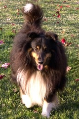 Amista Vineyards Winery Dog, Torin a black and white Sheltie