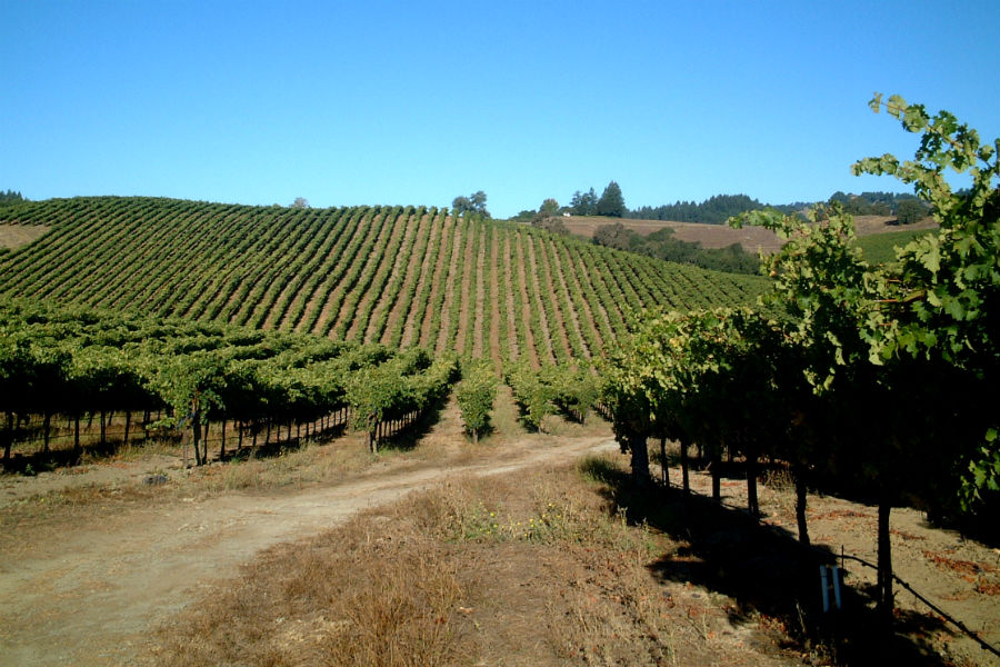 Road Winding through a Dry Creek Cabernet Vineyard