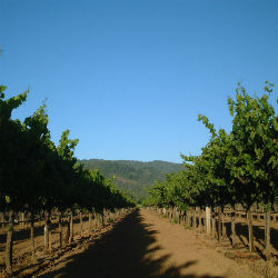 View of Chardonnay Vineyard with Hills and Blue Sky at Amista Vineyards - Dry Creek Valley, Sonoma County