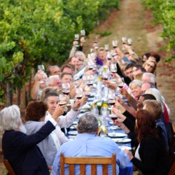 Amista Winemaker Dinner in the Vineyard Guests Raising their Glasses in a Toast to Friendship - Healdsburg, CA