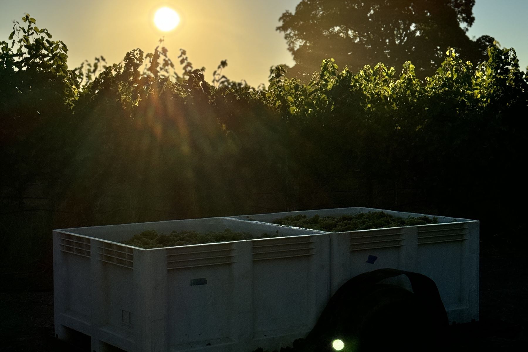 Amista Vineyards First Organic Harvest at Morningsong Vineyards