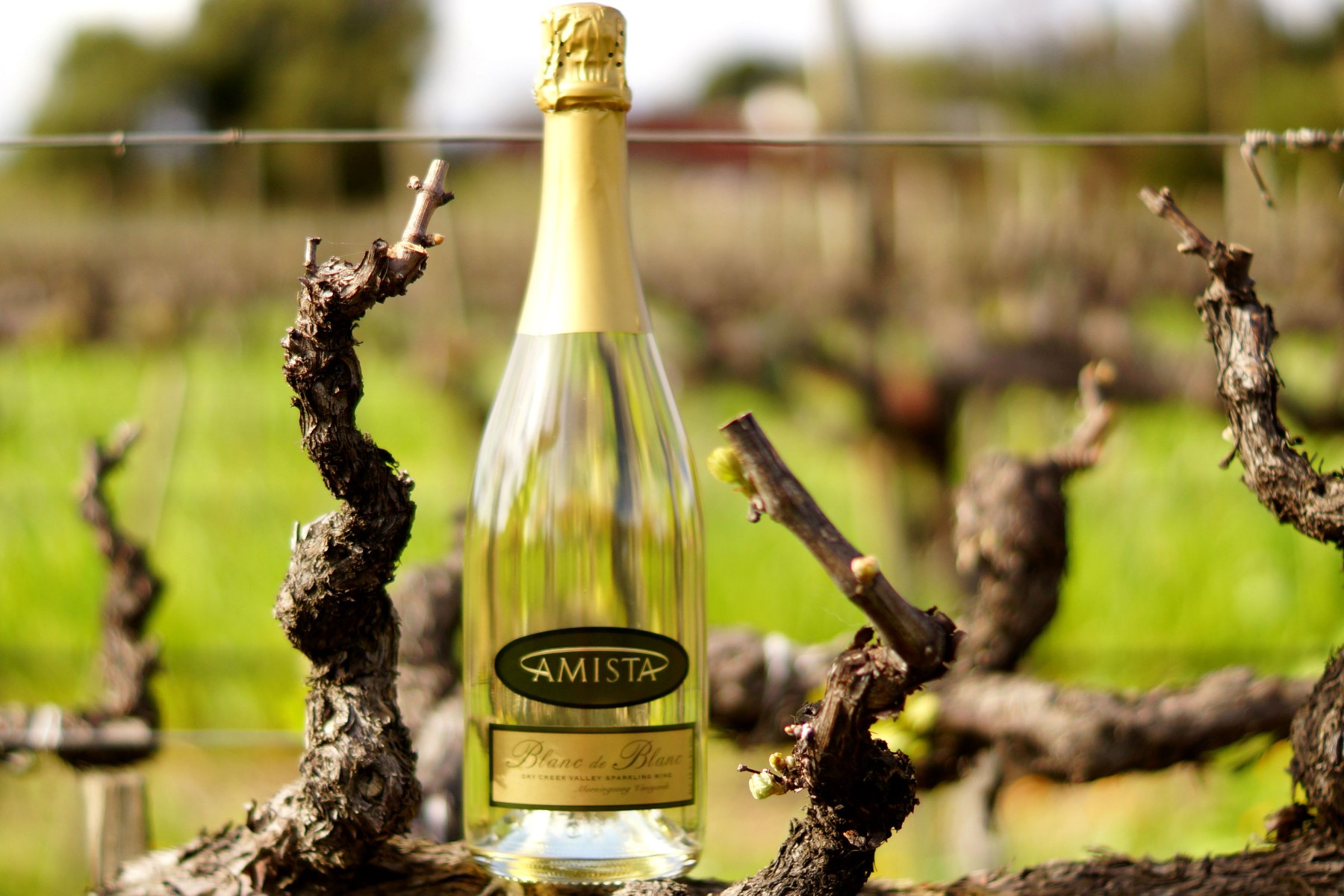  Amista Vineyards Blanc de Blanc in the Vines