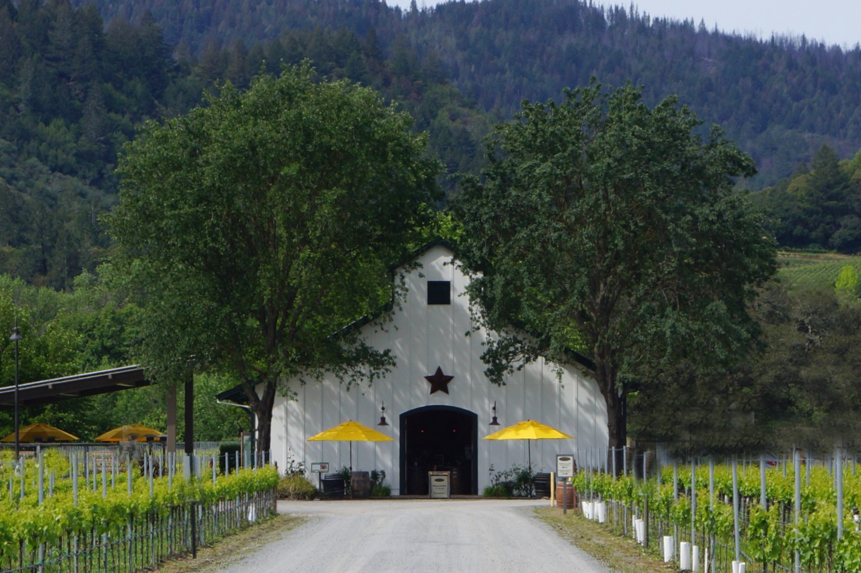 Amista Vineyards Barn with Yellow Umbrellas, Healdsburg, CA