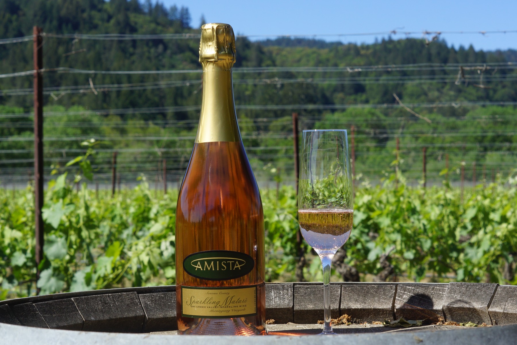 Amista Wine - Sparkling Mataró in the Vineyards, Sonoma County, CA