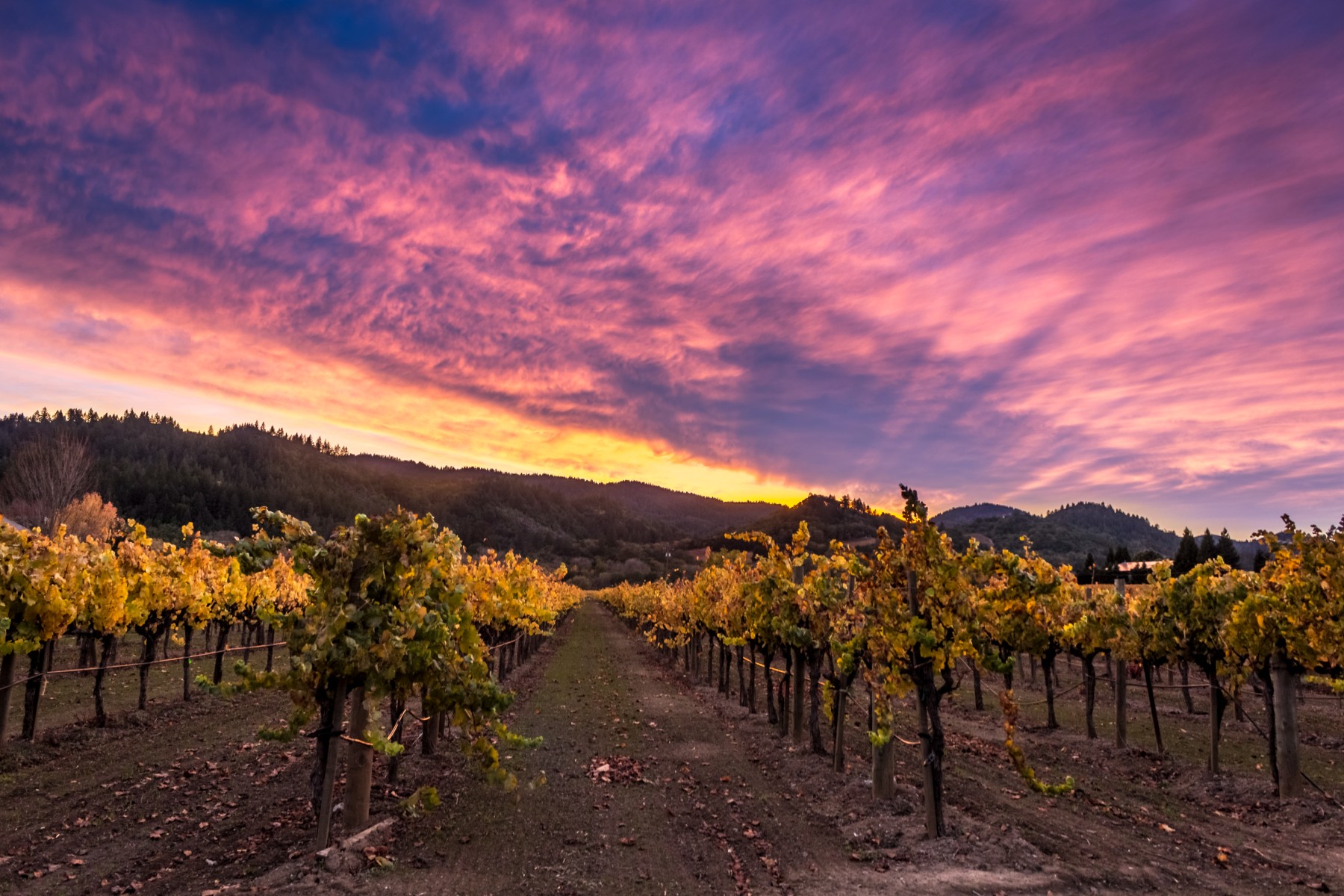 Autumn Sunset at Amista Vineyards