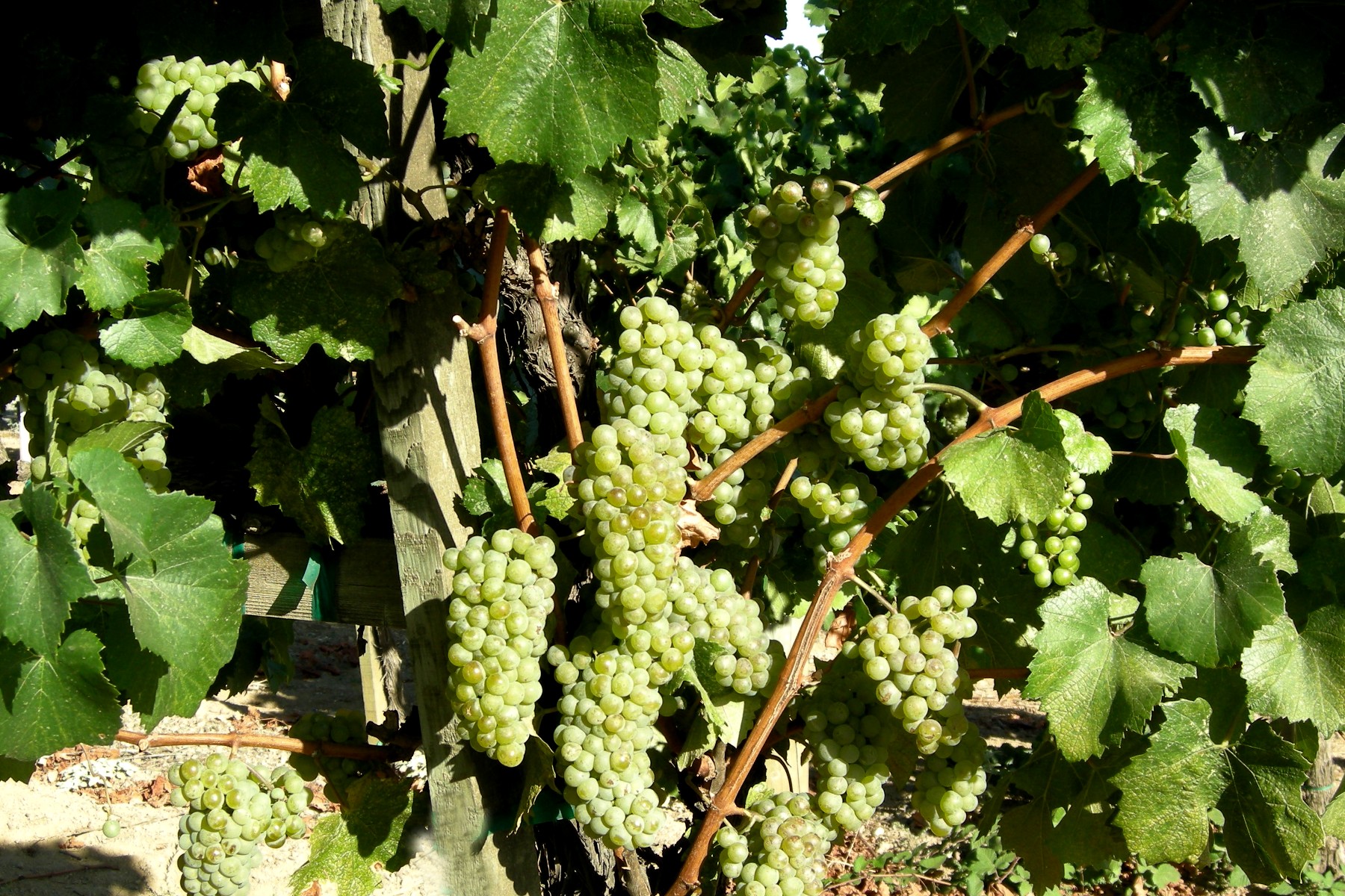 Chardonnay Grapes for Sparkling Blanc de Blanc Amista Vineyards Healdsburg-CA