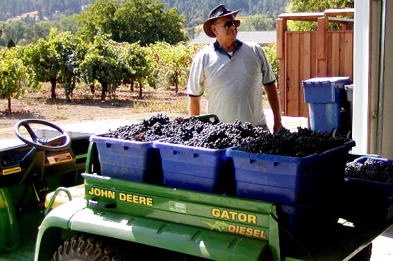 Harvesting 2002 Garage Syrah at Amista Vineyards