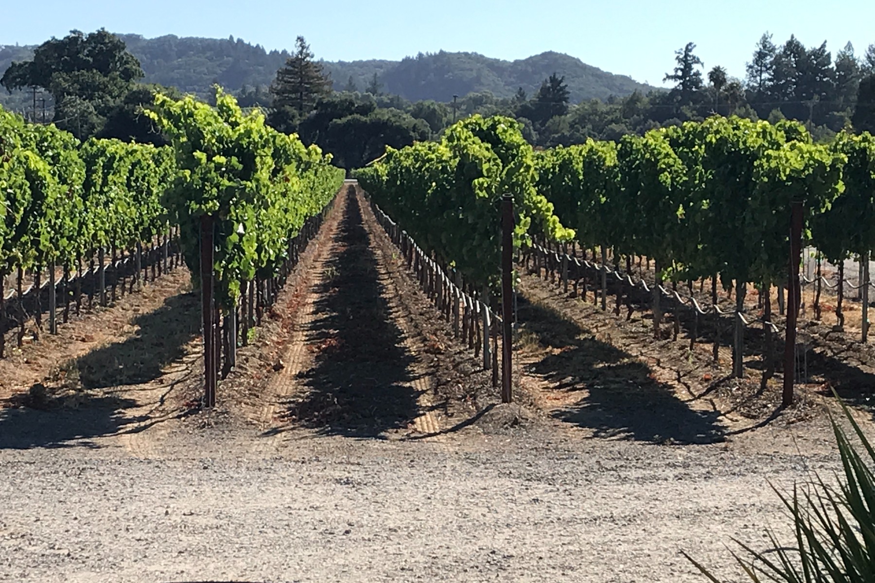 Grenache Vines at Amista Vineyards, Healdsburg, California