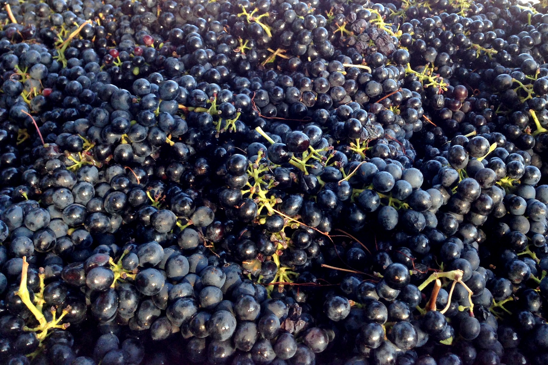 Red Grapes at Harvest, Amista Vineyards 