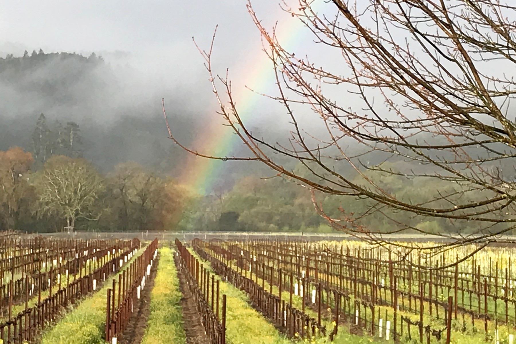 Spring Rainbow at Amista Vineyards