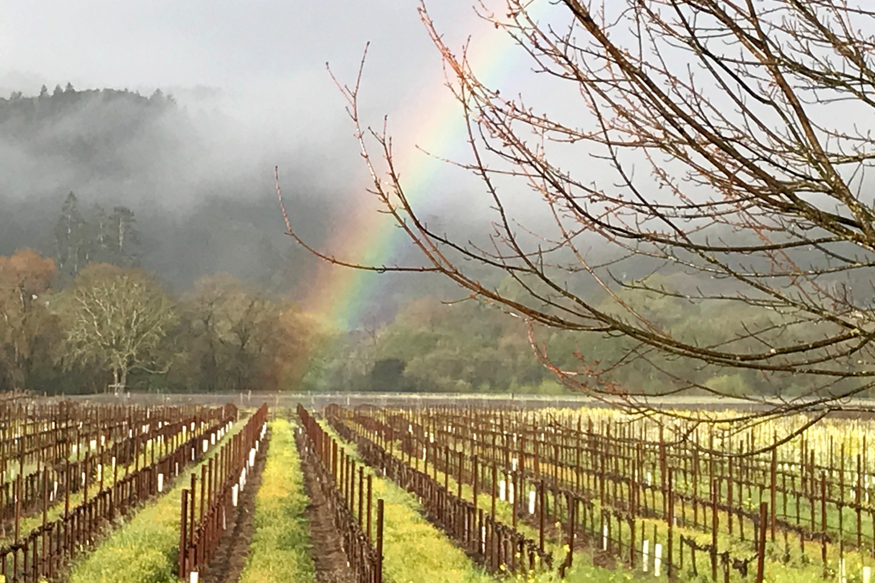 Spring Rainbow at Amista Vineyards