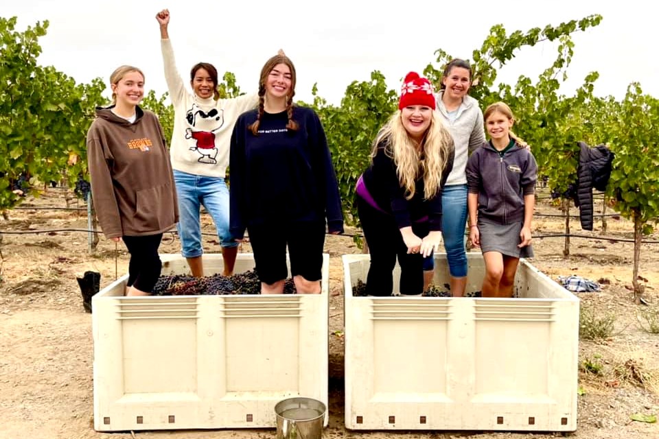 Stomping Grapes in the Vineyard for Amista Sparkling Wine