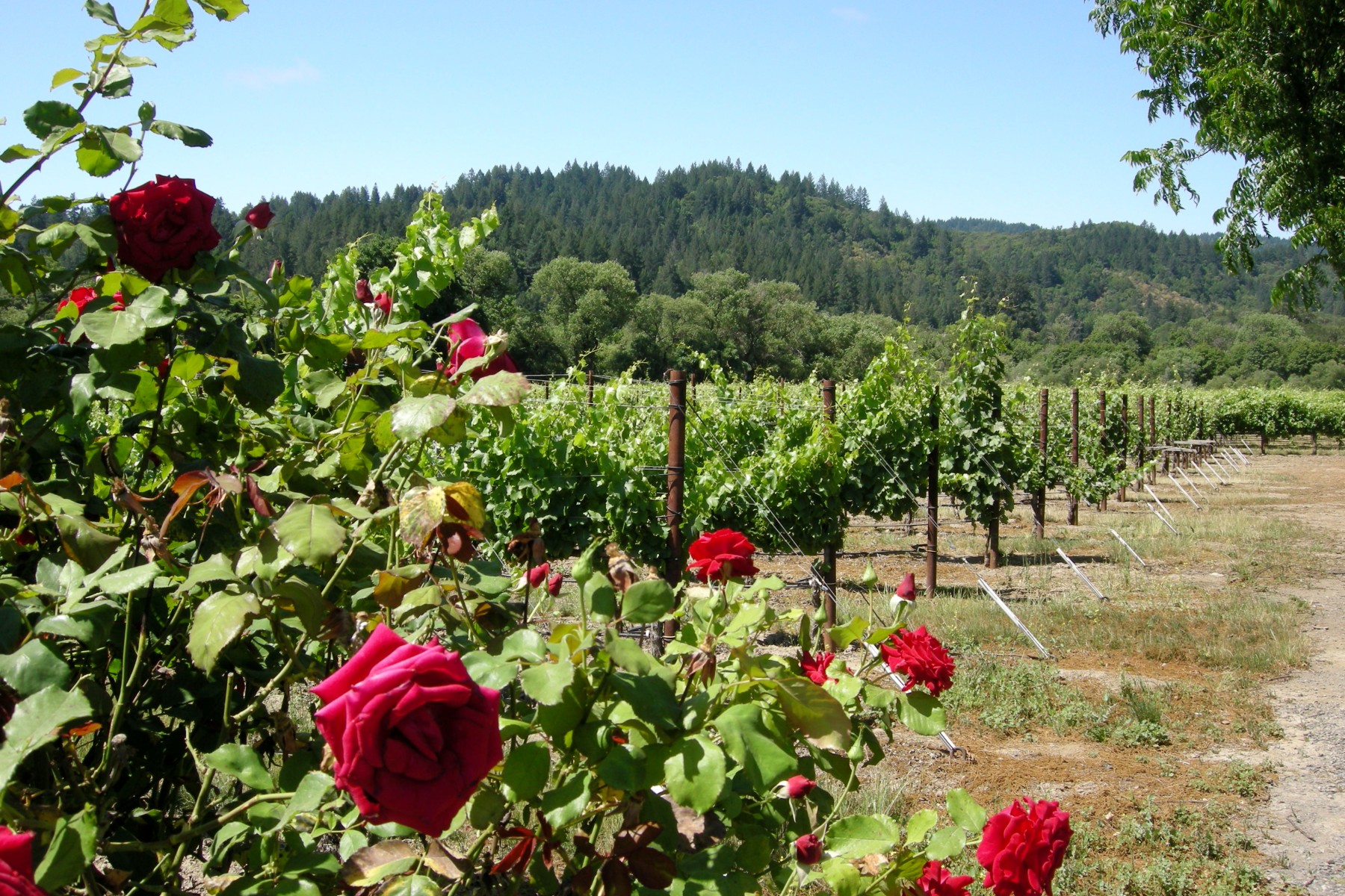 Summer Roses in the Vineyards at Amista