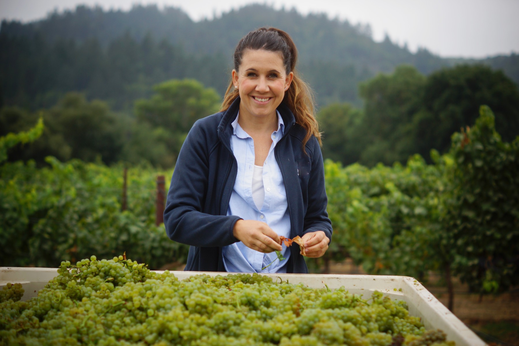 Winemaker Ashley Herzberg, Amista Vineyards, Harvesting Chardonnay for Sparkling Wine