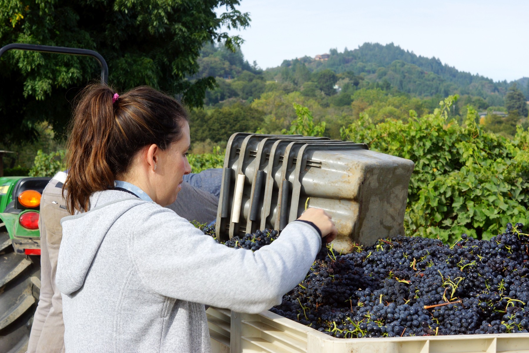 Winemaker Ashley Herzberg Harvest Syrah for Sparkling at Amista Vineyards