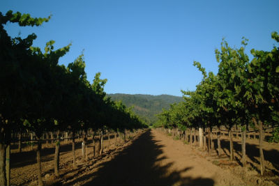 Amista Estate Vineyards